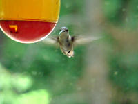 Hungry Hummingbird, Brandywine, MD
