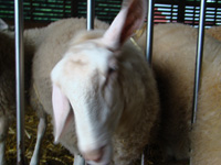 Lamb telling me "No!"