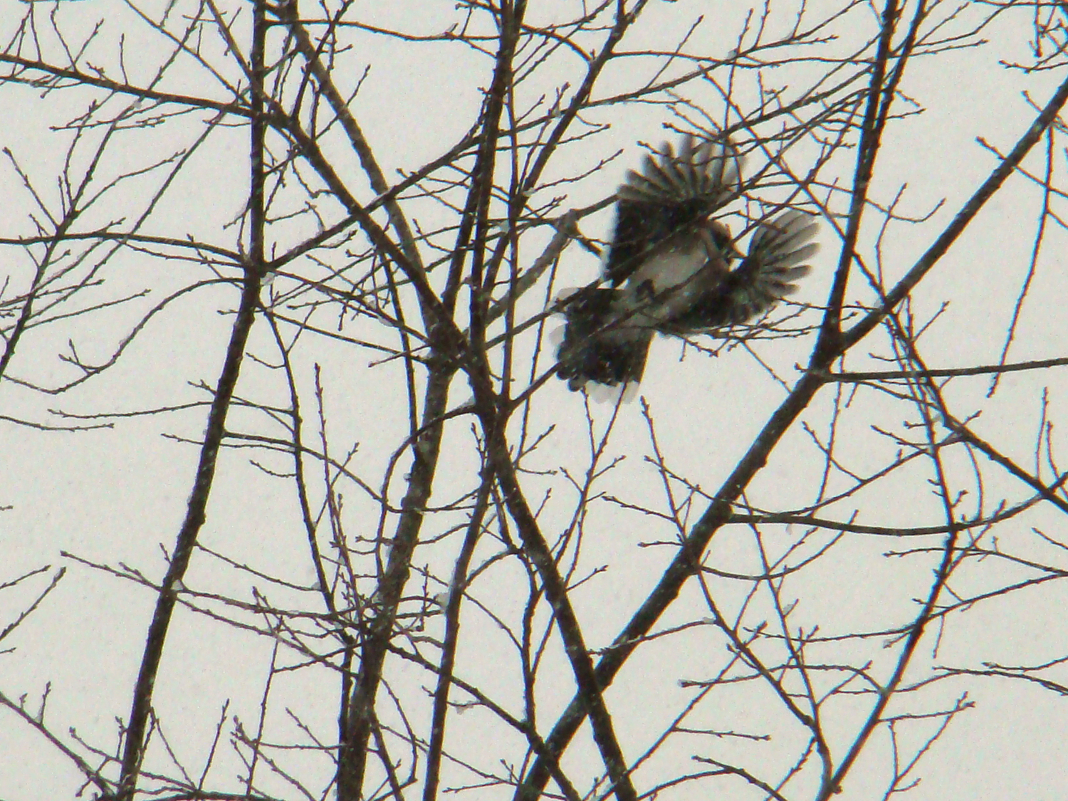 An owl in flight during a snowstorm