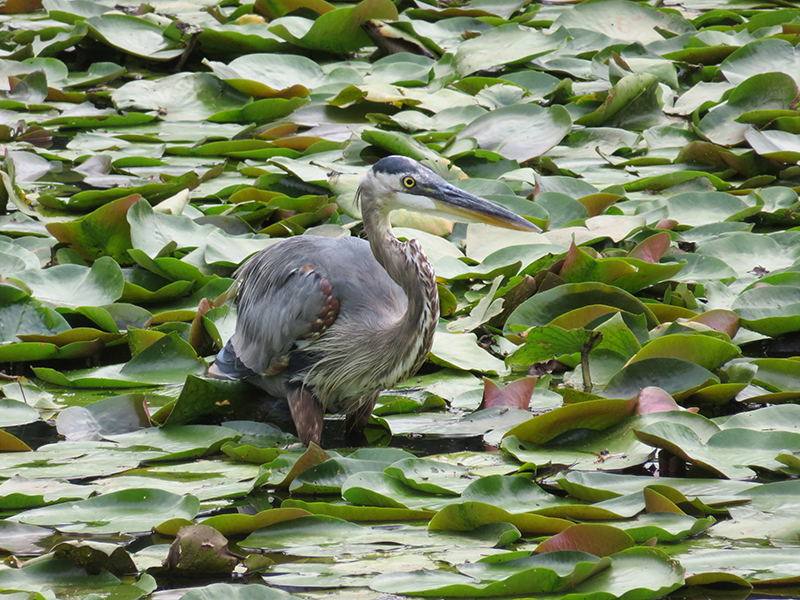 A heron amongst lilly pads