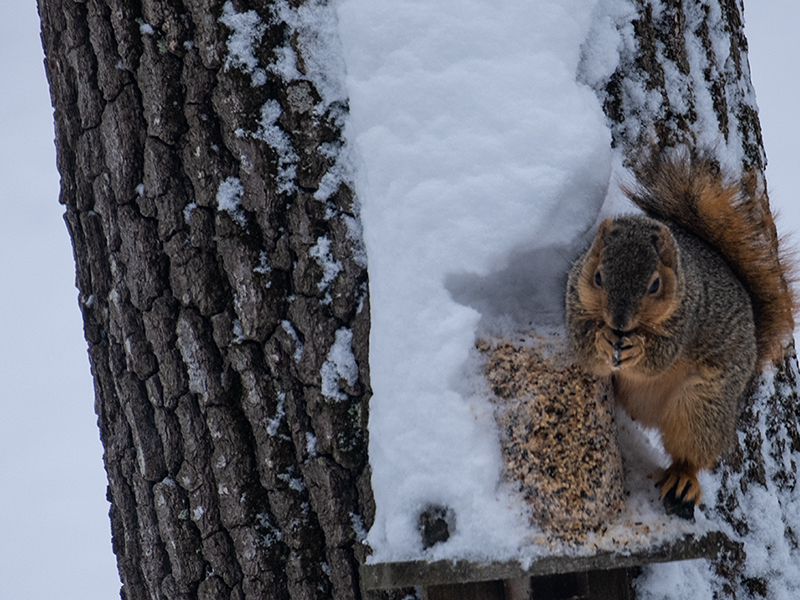 Squirrel eating on a snowy tree